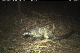 Việc ghi nhận được số lượng loài tương đối đa dạng thông qua phương pháp giám sát không xâm lấn cho thấy khu vực nghiên cứu vẫn còn duy trì các điều kiện sinh thái phù hợp cho sự tồn tại của nhiều nhóm động vật rừng. (Ảnh: BQL)