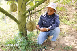 Kỹ thuật viên của trang trại Sakura Farm (xã Đông Khánh Sơn, Khánh Hòa) sử dụng thiết bị kiểm tra, phân tích, chẩn đoán “sức khỏe” của đất trồng cây sầu riêng, đưa ra các chỉ số chính xác và khuyến nghị phương án xử lý kịp thời. (Ảnh: Nguyễn Thành/TTXVN)
