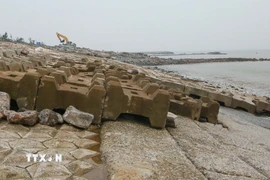 Các cấu kiện bê tông vững chắc được xếp đè lên mái đê nhằm tránh vị trí sạt sập lan rộng khi thủy triều lên xuống. (Ảnh: Công Luật/TTXVN)