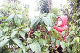 Nông dân trồng cà phê Robusta tại Đắk Lắk đang thu hoạch. (Ảnh: Kha Phạm/TTXVN)