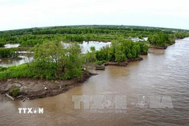 Tuyến rừng trên sông Cửa Lớn bị sạt lở. (Ảnh: Huỳnh Thế Anh/TTXVN)