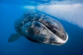 Cá voi đầu cong. (Ảnh: Paul Nicklen)
