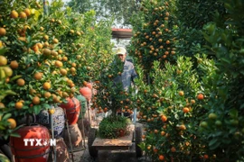 Quất Tứ Liên với quả to, đều, mã đẹp đã sẵn sàng phục vụ nhu cầu người dân dịp Tết nguyên đán. (Ảnh: Hoàng Hiếu/TTXVN)