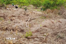 Hiện trường vụ phá rừng tại tiểu khu 1371, xã Uar, tỉnh Gia Lai. (Ảnh: Hoài Nam/TTXVN)