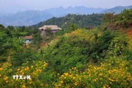 Hoa dã quỳ nở vàng rực hai bên đường lên xóm Mừng. (Ảnh: Trọng Đạt/TTXVN)