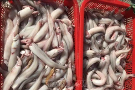 (Ảnh minh họa: Thanh Thủy/TTXVN)