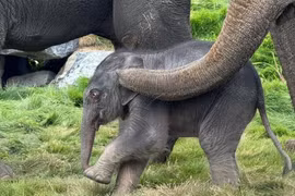 Cá thể voi conchâu Á chào đời hôm 21/8 tại vườn thú Pairi Daiza (Bỉ). (Ảnh : TTXVN phát)