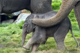 Cá thể voi conchâu Á chào đời hôm 21/8 tại vườn thú Pairi Daiza (Bỉ). (Ảnh : TTXVN phát)