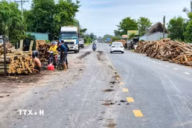 Bùn đất rơi vãi trên lề và mặt đường trong quá trình bốc dỡ, vận chuyển gỗ, làm tăng nguy cơ mất an toàn giao thông trên Quốc lộ 22B. (Ảnh: Minh Phú/TTXVN)