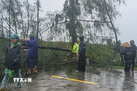 Ảnh minh họa: Lực lượng cảnh sát giao thông và người dân dọn dẹp cây ngã đổ trên đường. (Ảnh: Hoàng Ngà/ TTXVN)