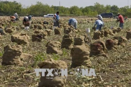 Nông dân thu hoạch hành tây tại Texas, Mỹ. (Ảnh: AFP/TTXVN)