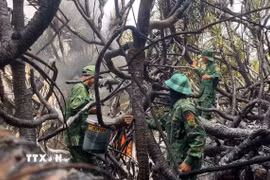 Lực lượng Bộ đội Biên phòng nỗ lực dập lửa cháy rừng phòng hộ tại xã Đông Trạch. (Ảnh: TTXVN phát)