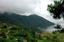 Vườn quốc gia Tam Đảo. (Ảnh: TTXVN phát)