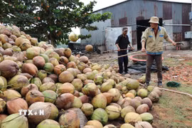 Cơ sở thu mua dừa khô ở xã Nhị Long, tỉnh Vĩnh Long tập kết dừa chuẩn bị đưa đi tiêu thụ. (Ảnh: Thanh Hòa/TTXVN)