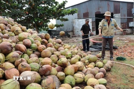 Cơ sở thu mua dừa khô ở xã Nhị Long, tỉnh Vĩnh Long tập kết dừa chuẩn bị đưa đi tiêu thụ. (Ảnh: Thanh Hòa/TTXVN)