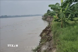 Sạt lở nghiêm trọng tại bờ vở sông Thao, đoạn qua xã Lâm Thao, tỉnh Phú Thọ. (Ảnh: Tạ Toàn/TTXVN)