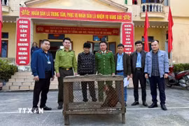 Cá thể Khỉ mặt đỏ quý, hiếm nặng 6kg được người dân giao nộp cho lực lượng chức năng trong sáng ngày 25/11/2025. (Ảnh: TTXVN phát)