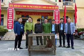 Cá thể Khỉ mặt đỏ quý, hiếm nặng 6kg được người dân giao nộp cho lực lượng chức năng trong sáng ngày 25/11/2025. (Ảnh: TTXVN phát)