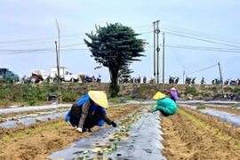 Người trồng rau xanh ở vùng chuyên sản xuất rau chuyên canh Bàu Tròn, xã Đại Lộc, thành phố Đà Nẵng xuống giống khôi phục sản xuất. (Ảnh: Khoa Chương/TTXVN)