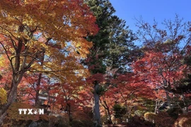 Đền Tenrikyo Nikkodai được bao quanh bởi những tán lá mùa thu rực rỡ. (Ảnh: Nguyễn Tuyến/TTXVN)