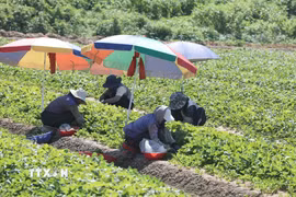 Nông dân làm việc trên cánh đồng dưới trời nắng gay gắt tại Nam Gyeongsang, Hàn Quốc. (Ảnh: Yonhap/TTXVN phát)