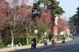 Đường Trần Hưng Đạo bung nở hàng Mai anh đào trước tết. (Ảnh: Chu Quốc Hùng/TTXVN)