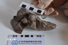 Các nhà nghiên cứu Trung Quốc vừa phát hiện hóa thạch trứng khủng long siêu nhỏ ở tỉnh miền Đông Giang Tây. (Ảnh: THX/TTXVN)