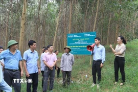 Tham quan mô hình trồng rừng đạt chứng chỉ FSC của gia đình ông Đậu Văn Thắng, xã Lương Sơn, tỉnh Nghệ An. (Ảnh: Trịnh Duy Hưng/TTXVN)