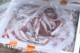Số cá khoai sử dụng chất cấm (Formol) để bảo quản bị lực lượng chức năng thu giữ. (Ảnh: TTXVN phát)