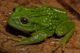Loài ếch Gastrotheca mittaliiti ở rừng rậm Amazon. (Ảnh: AFP)