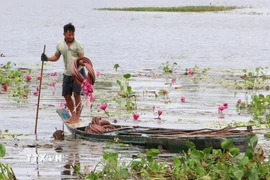 Người dân phường Thới Sơn, tỉnh An Giang, lênh đênh trên những chiếc xuồng nhỏ len lỏi hái bông súng "ma" mùa nước nổi. (Ảnh: Công Mạo/TTXVN)