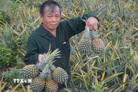 Người nông dân xót xa khi nhìn những ruộng dứa đã đến ngày thu hoạch nhưng đành phải bỏ chín nẫu vì giá đã thấp mà vẫn không có người mua. (Ảnh: Hoa Mai/TTXVN)
