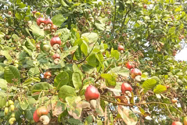 Vườn điều trái thưa, giảm năng suất do ảnh hưởng thời tiết bất lợi. (Ảnh: K GỬIH/TTXVN)