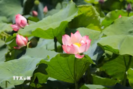 Hương sen thanh khiết lan tỏa trong không gian, mang đến cảm giác thư thái, bình yên cho bất cứ ai ghé thăm. (Ảnh: Đinh Thùy/TTXVN)