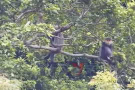 Tìm giải pháp bảo tồn loài linh trưởng trong sách Đỏ