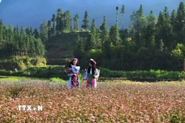 Thiếu nữ dân tộc Mông thả dáng giữa thung lũng hoa Tam giác mạch dưới nắng sớm. (Ảnh: Minh Tâm/TTXVN)