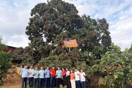 Cây vải tổ tuổi đời hơn 1 thế kỷ được doanh nghiệp đấu giá khai thác ở Bắc Ninh