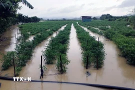 Hoa màu của người dân phía Tây tỉnh Lâm Đồng bị ngập khi nước lũ dâng cao. (Ảnh: TTXVN phát)