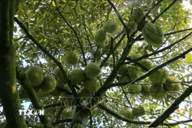 Đồng Tháp siết chặt quản lý chất lượng, giá sầu riêng tăng trở lại