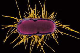 Phiên bản kỹ thuật của vi khuẩn Escherichia coli có khả năng hấp thụ khí CO2 giống như thực vật (Ảnh minh họa: Kwangshin Kim/Science Source)