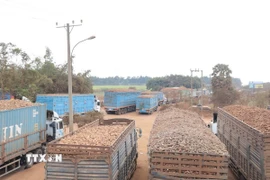 Hàng trăm xe chở sắn tươi ùn ứ tại Cửa khẩu Chàng Riệc. (Ảnh: Thanh Tân/TTXVN)