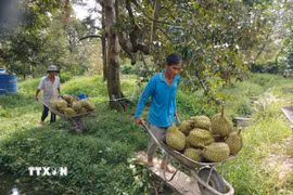 Nhà vườn Đồng Tháp thu hoạch sầu riêng. (Ảnh: Công Trí/TTXVN)