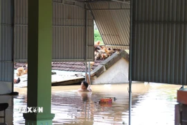 Nước lũ dâng cao đỉnh điểm với mực nước gần chạm tới nóc nhà của người dân. (Ảnh: Xuân Tiến/TTXVN)