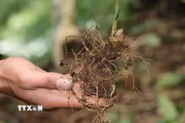 Sâm Ngọc Linh. (Ảnh: Cao Nguyên/TTXVN)