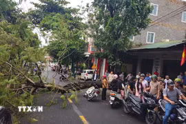 Hiện trường vụ cây xanh ngã đổ chắn ngang đường Hàm Nghi, phường Đông Hà (tỉnh Quảng Trị). (Ảnh: TTXVN phát)