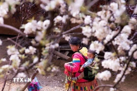 Cây sơn tra đã gắn bó với đồng bào dân tộc Mông ở bản Nậm Nghiệp nhiều đời nay và nó đang là điểm đặc biệt thu hút du khách ở nhiều nơi tìm về. (Ảnh: Trọng Đạt/TTXVN)