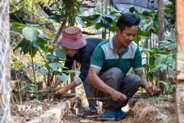 Sâm bảy lá một hoa được trồng xen dưới tán rừng, đòi hỏi điều kiện sinh thái ổn định. (Ảnh: Xuân Quý/TTXVN)