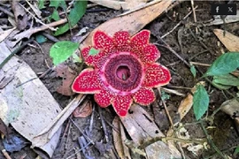 Địa nhãn Himalaya ghi nhận tại hiện trường tại tiểu khu 649. (Ảnh: Vườn quốc gia Phong Nha-Kẻ Bàng)