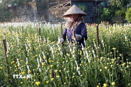 Chăm sóc hoa phục vụ thị trường Tết. (Ảnh: Đại Nghĩa/TTXVN)