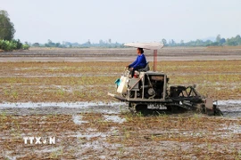 Nông dân xã Vĩnh Trạch (tỉnh An Giang) làm đất chuẩn bị xuống giống vụ Đông Xuân 2025-2026. (Ảnh: Công Mạo/TTXVN)